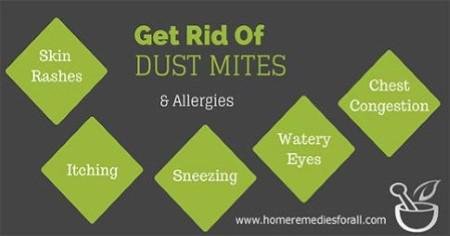 Dust Mites