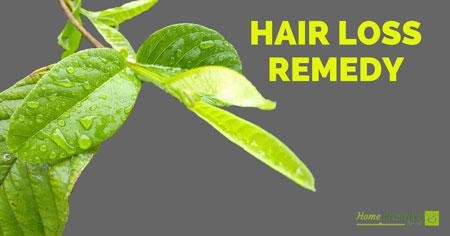hair loss remedy guava