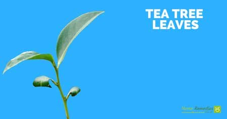 tea tree leaves