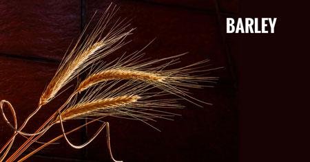 Barley