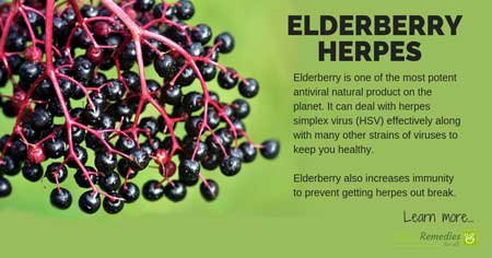 elderberry for herpes